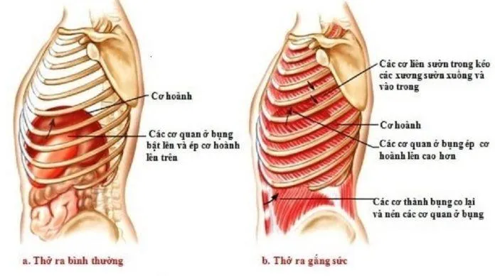 Cơ hoành luôn là "nhân vật chính" trong mỗi hơi thở, kể cả hít vào lẫn thở ra (Ảnh: Internet).